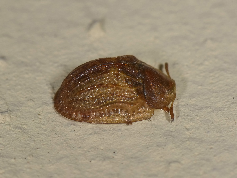 Hypocassida subferruginea